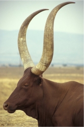 Cattle