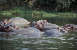 Hippos